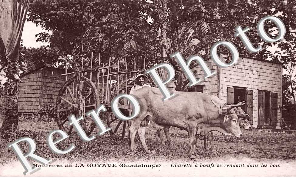 charette à boeufs se rendant dans les bois
