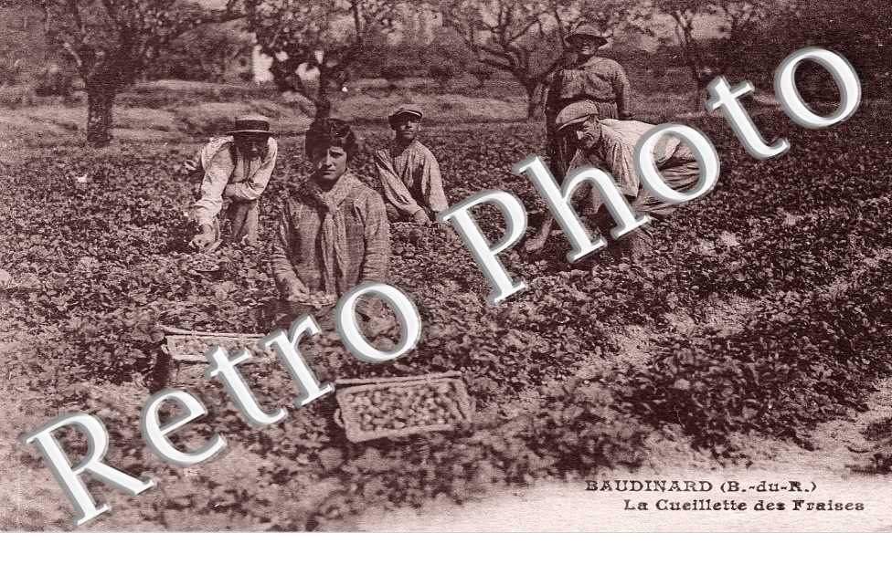 la cueillette des Fraises