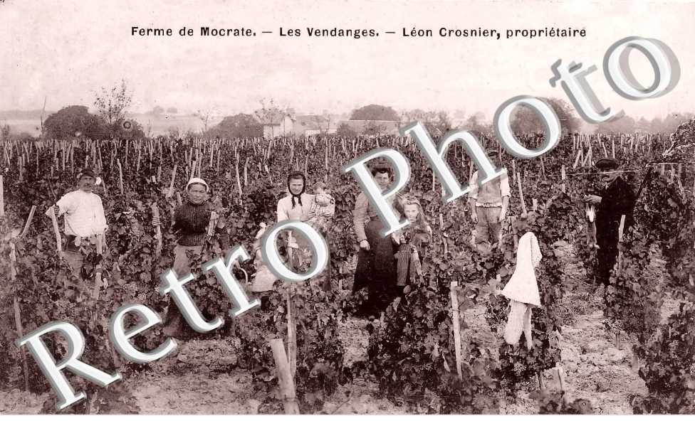 Ferme de Mocrate. Les vendanges. Léon Crosnier, propriétaire