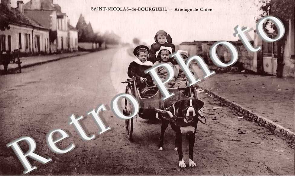 attelage de chien