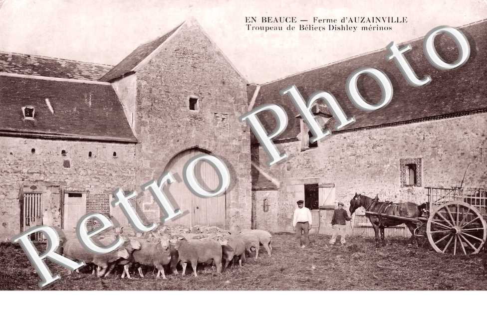 Ferme. Troupeau de béliers Dishley mérinos