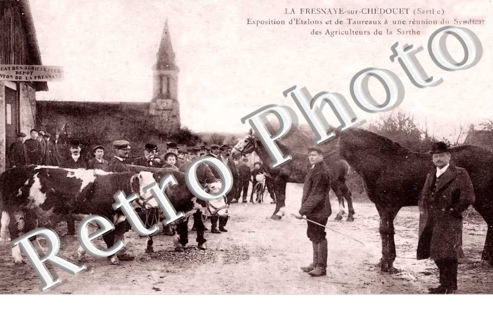 exposition d'étalons et de taureaux