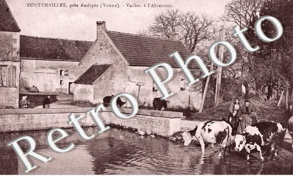 Vaches à l'abreuvoir