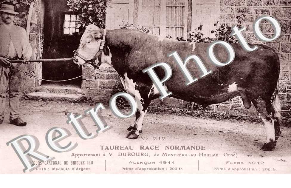 Taureau race normande appartenant à V. Dubourg