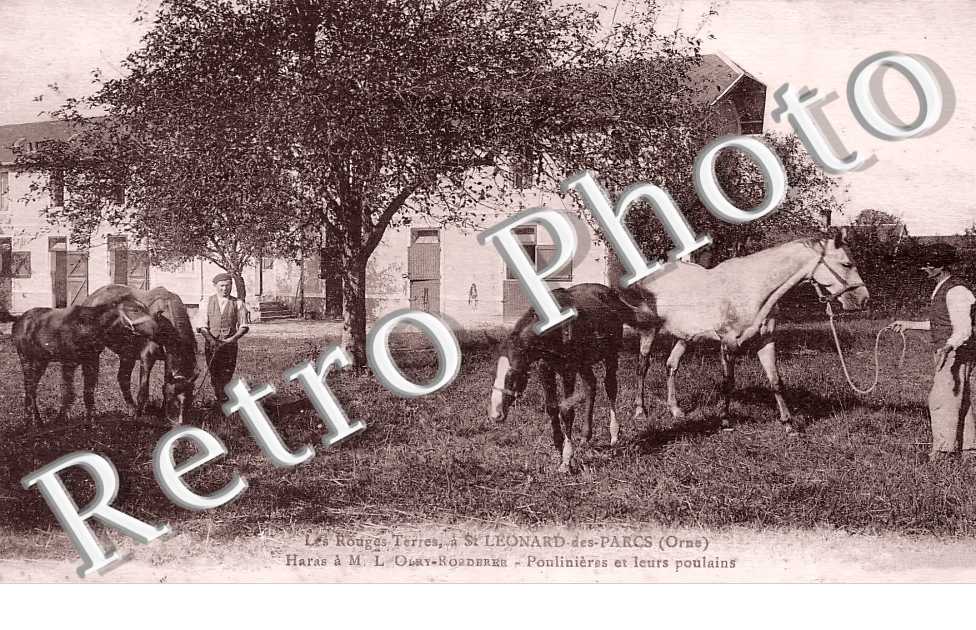 Les Rouges Terres. Haras M. L. Olry Roederer. Poulinières et leurs poulains.