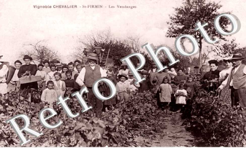 vignoble Chevalier