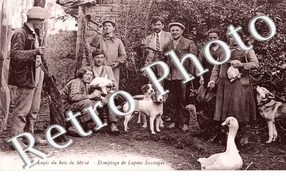 Logis du bois Domptage de lapins sauvages