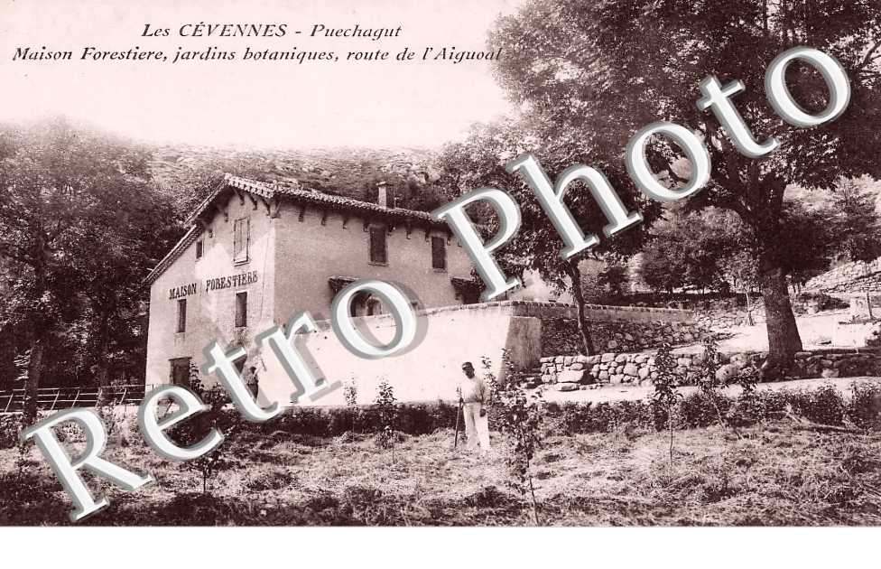 Puechagut. Maison forestière, jardins botaniques, route de l'Aigoual