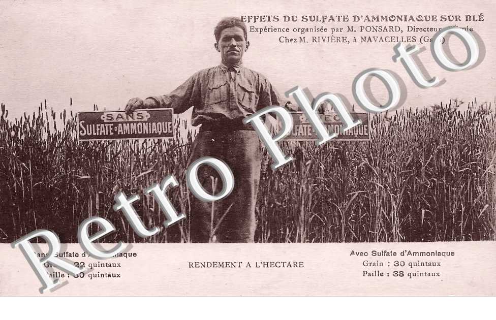 Effets du sulfate d'ammoniaque sur blé Chez Mr Rivière