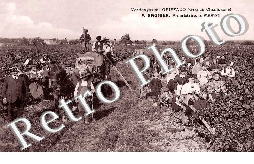 Vendanges au Griffaud (Grande Champagne) F. Saunier, propriétaire à Mainxe