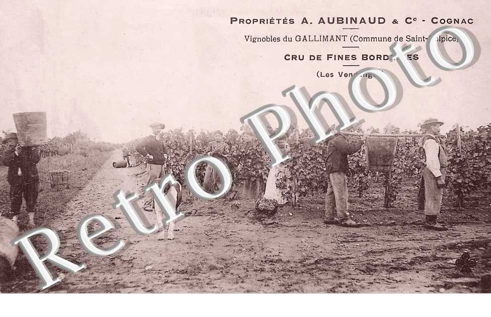 Propriétés A. Aubinaud & C° - Cognac. Vignobles du Gallimant. Les Vendanges