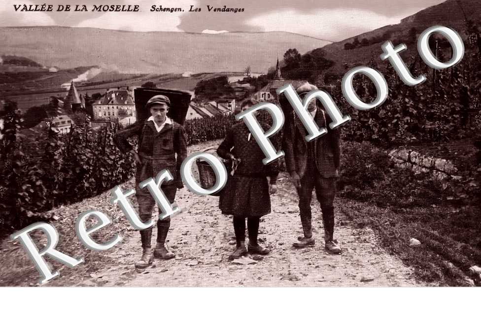 Les vendanges