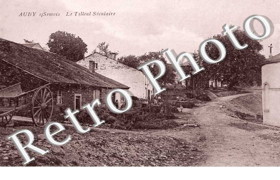 le Tilleul séculaire