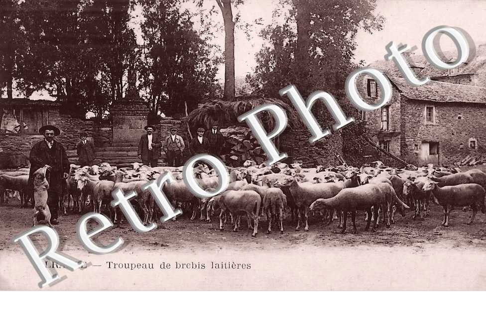 Troupeau de brebis laitières