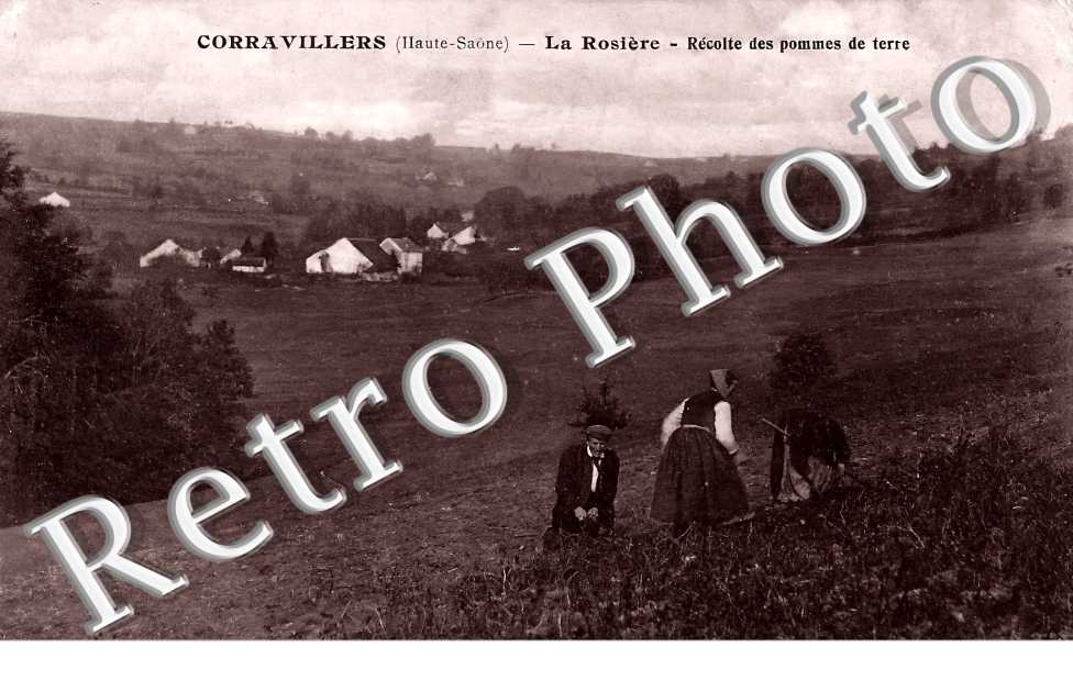 Récolte des pommes de terre