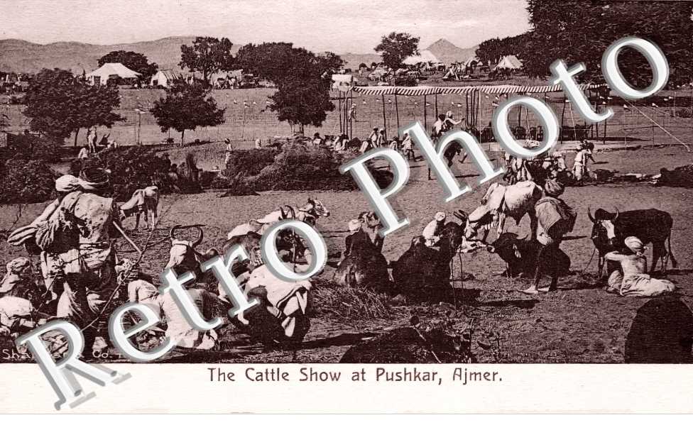 The Cattle Show at Pushkar, Ajmer