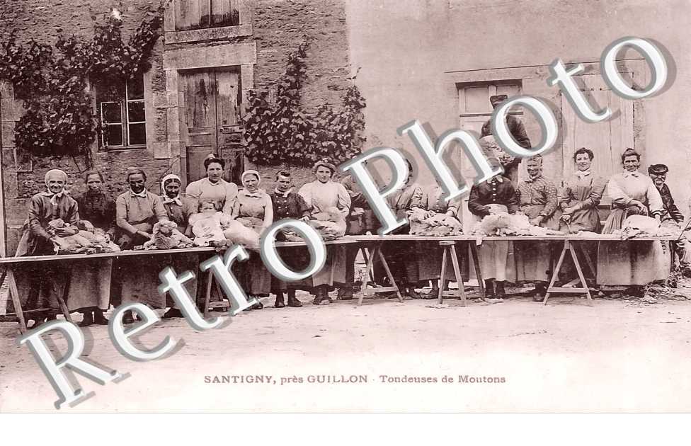 Tondeuses de Moutons