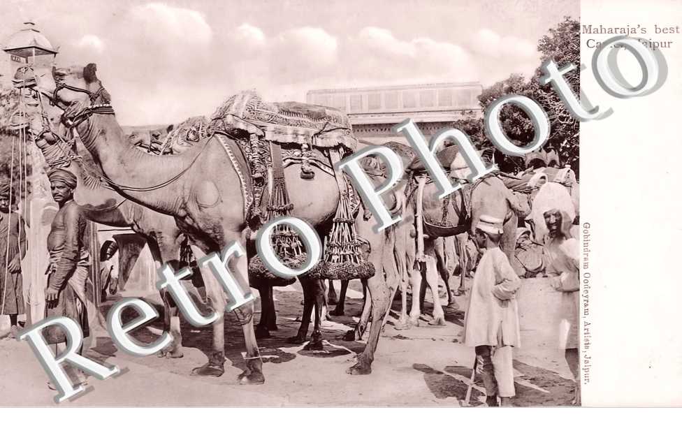 Maharaja's best Camel