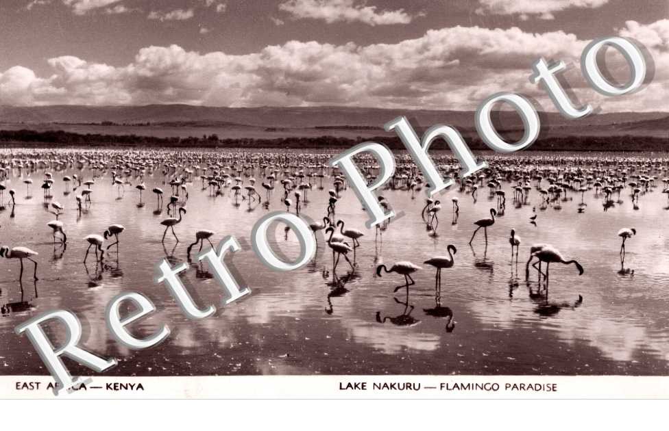 Lake Nakuru Flamingo Paradise