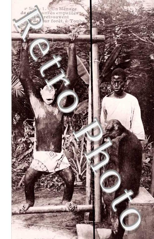 un ménage de chaimpanzés empaillés