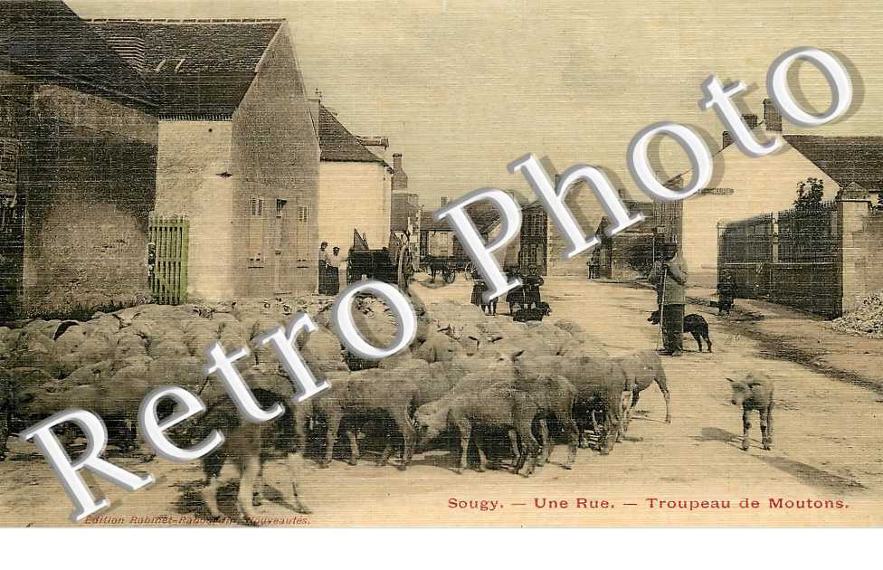 Une rue. Troupeau de moutons
