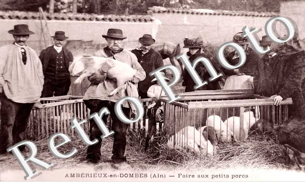 Foire aux petits porcs