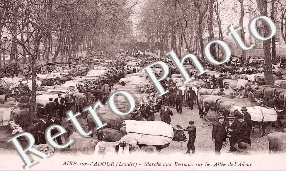 Marché aux bestiaux sur les allées de l'Adour
