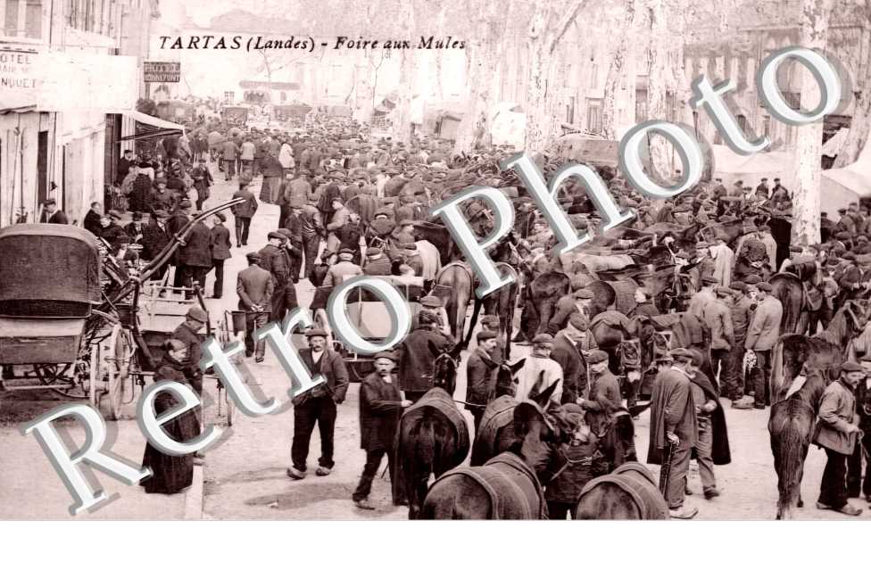 Foire aux Mules