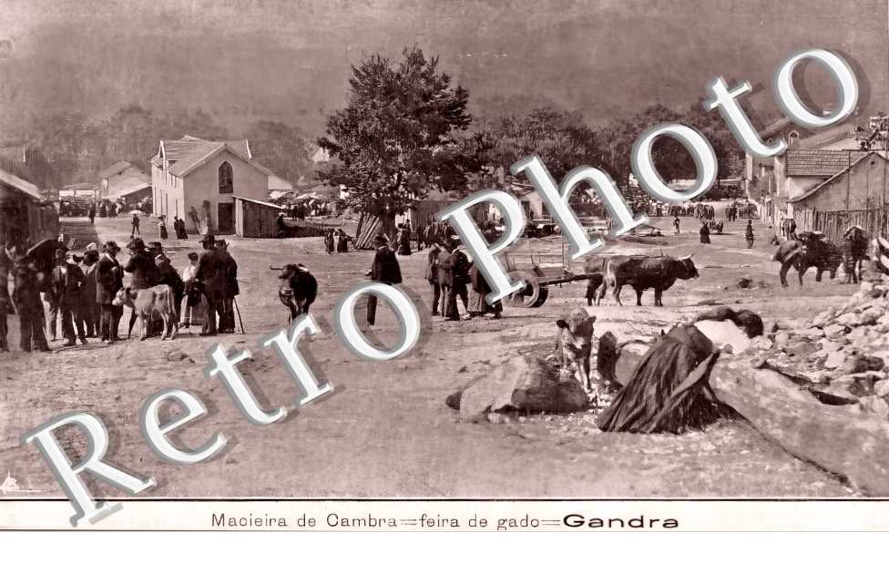 Feira de gado