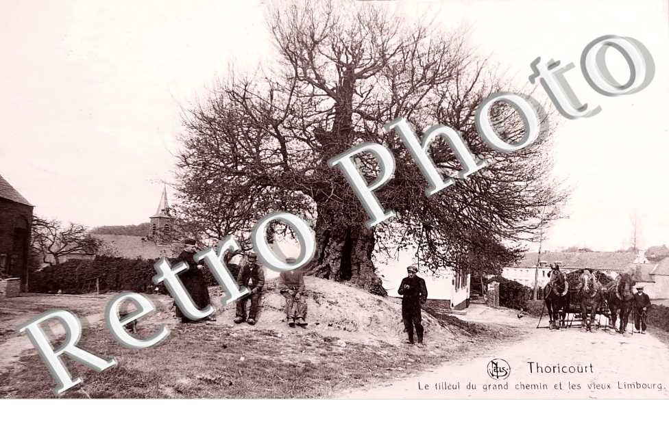 Thoricourt. Le tilleul du grand chemin et les vieux Limbourg
