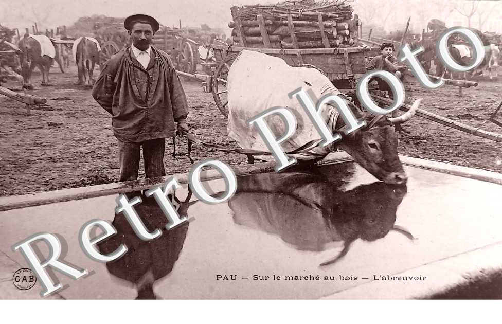 sur le marché au bois. L'abreuvoir